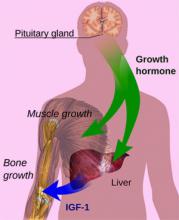 โกรทฮอร์โมน Growth Hormone